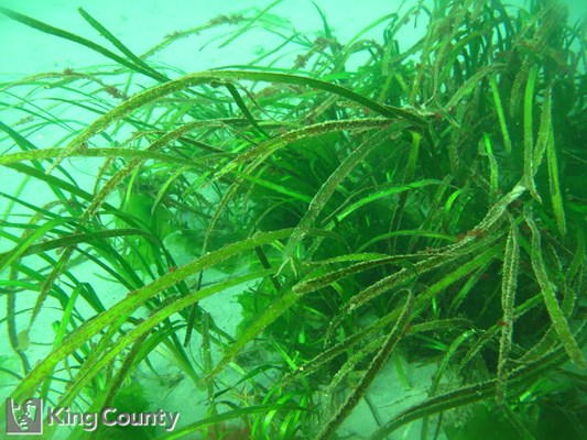 Photo of Zostera marina